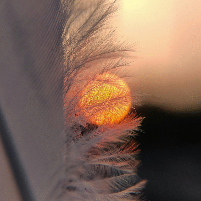 feather with sunset behind - a place for - energy healing and intuitive guidance